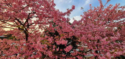 Plum Blossoms of Toyko