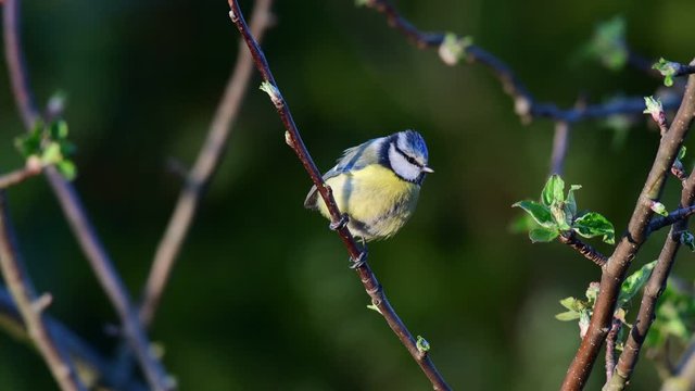 Blue tit search feed on the apple tree, spring, (parus caeruleus), germany