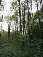 trees in the forest