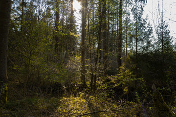 Ein moosiger Bunker im Gegenlicht der Sonne im Wald