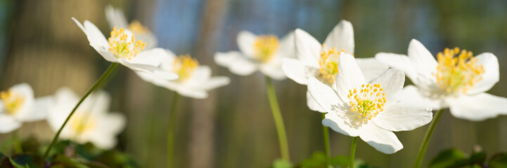 Wood anemone in the forrest