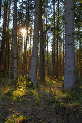 Sonnenstern der durch die Bäume im Wald scheint.
