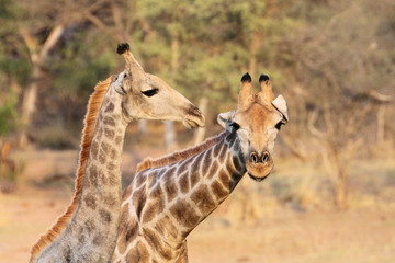 Giraffe checking out live