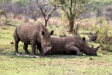 Obraz premium African White Rhino Family Taking A Nap