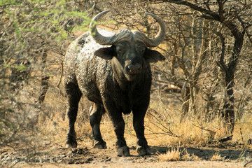 African buffalo or Cape buffalo (Syncerus caffer) , Thaba Lodge, Black Rhino Reserve, South Africa