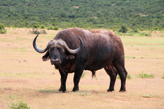 African buffalo or Cape buffalo (Syncerus caffer) , Thaba Lodge, Black Rhino Reserve, South Africa
