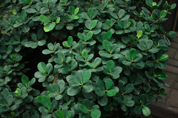 Crassula Ovata Jade succulent, jade plant, friendship tree, happy plant, or money tree. Leaves of an evergreen plant. Natural background from leaves of Crassula