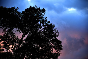 shooting Spectacular sunset twilight sky tree
