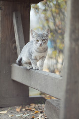 cat sit on the bench in the park