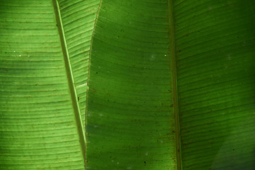 two banana leafs Stacked up  background