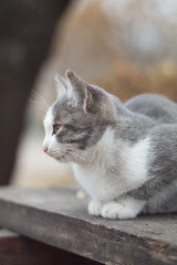 cat sit on the bench in the park
