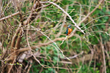 カワセミのいる風景