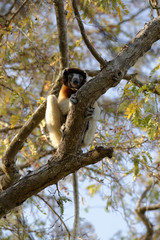 Un lémurien (Sifaka couronné) perché dur un arbre dans une forêt de Madagascar