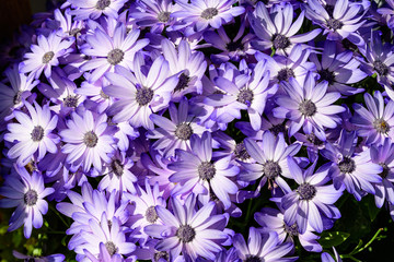 Vivid blue and white flowers of Dimorphotheca ecklonis or Osteospermum, commonly known as Cape marguerite, Sundays river daisy bush or star of the veldt, in a garden in a sunny summer day
