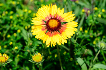 Top view of one vivid yellow and red Gaillardia flowers, common name blanket flower,  and blurred green leaves in soft focus, in a garden in a sunny summer day, beautiful outdoor floral background
