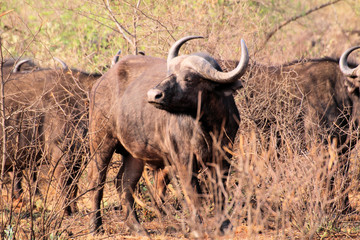 Obraz premium African buffalo or Cape buffalo (Syncerus caffer) , Thaba Lodge, Black Rhino Reserve, South Africa