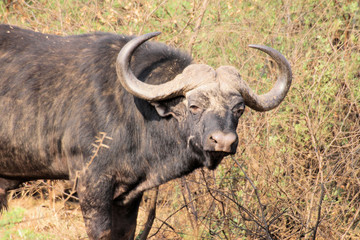 African buffalo or Cape buffalo (Syncerus caffer) , Thaba Lodge, Black Rhino Reserve, South Africa