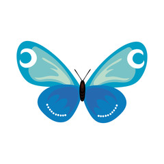 beautiful butterfly insect blue flat style icon