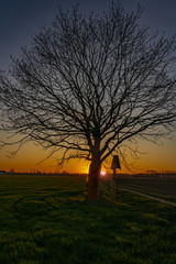 Ein Sonnenuntergang versteckt sich hinter einem großem Baum