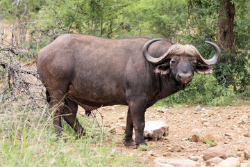 African buffalo or Cape buffalo (Syncerus caffer) , Thaba Lodge, Black Rhino Reserve, South Africa