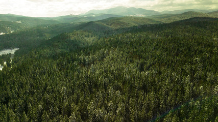 Coniferous pine forest mountain Carpathian mountains aerial photography snow.