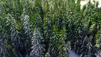 Coniferous pine forest mountain Carpathian mountains aerial photography snow.