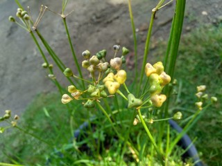 Allium tuberosum (garlic chives, Oriental garlic, Asian chives, Chinese chives, Chinese leek, kecai, kucai) with natural background. Allium tuberosum is a rhizomatous, clump-forming perennial plant.
