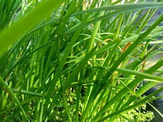 Allium tuberosum (garlic chives, Oriental garlic, Asian chives, Chinese chives, Chinese leek, kecai, kucai) with natural background. Allium tuberosum is a rhizomatous, clump-forming perennial plant.