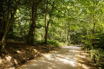 roadway going through a forest