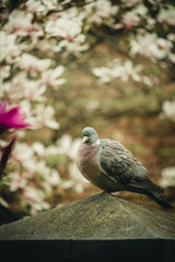 wild gray dove sits on a fence