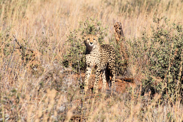 Cheetah hunting