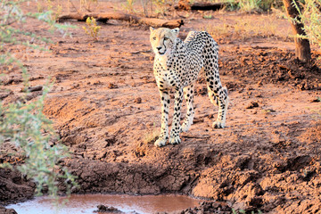 Fototapeta na wymiar Cheetah at waterhole