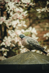 gray bird sits on a fence near blooming magnolia