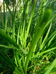 Allium tuberosum (garlic chives, Oriental garlic, Asian chives, Chinese chives, Chinese leek, kecai, kucai) with natural background. Allium tuberosum is a rhizomatous, clump-forming perennial plant.