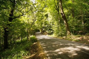 roadway going through a forest
