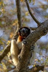 Un lémurien (Sifaka couronné) perché dur un arbre dans une forêt de Madagascar