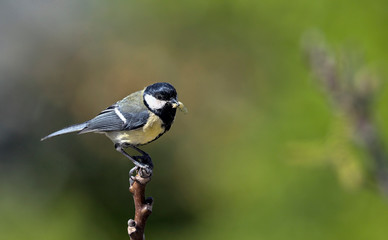 Great Tit (Parus major), Greece