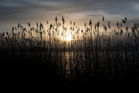 Silhouette Plants By Lake Against Sky During Sunset © luca angelini/EyeEm