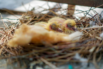 two little yellow newborn pigeon chicks lie naked without feathers and alone in the nest on the balcony, waiting for parents shaking because of the cold