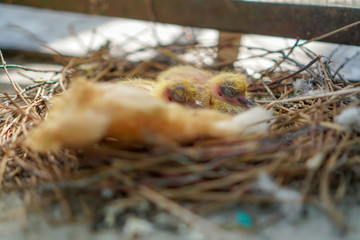 two little yellow newborn pigeon chicks lie naked without feathers and alone in the nest on the balcony, waiting for parents shaking because of the cold