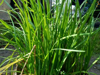 Allium tuberosum (garlic chives, Oriental garlic, Asian chives, Chinese chives, Chinese leek, kecai, kucai) with natural background. Allium tuberosum is a rhizomatous, clump-forming perennial plant.