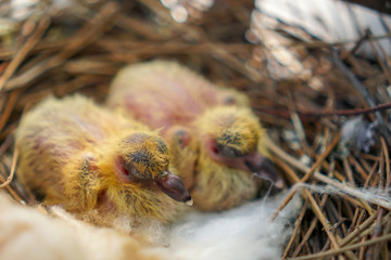 two little yellow newborn pigeon chicks lie naked without feathers and alone in the nest on the balcony, waiting for parents shaking because of the cold