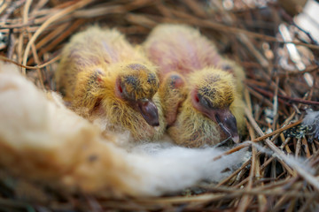 two little yellow newborn pigeon chicks lie naked without feathers and alone in the nest on the balcony, waiting for parents shaking because of the cold