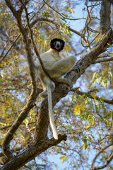 Obraz premium Un lémurien (Sifaka couronné) perché dur un arbre dans une forêt de Madagascar