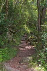 Fototapeta na wymiar Hiking trail to the Tugela Gorge passes through several forests