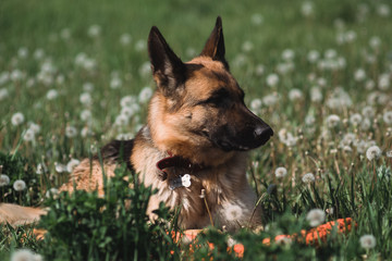 German shepherd lies in a field of dandelions, a shepherd in nature, a dog in the grass