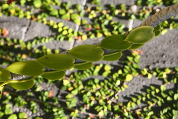 L'ile de La Réunion dans l'océan Indien, France.
