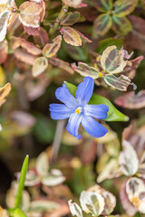 macro view of blue flower blossom
