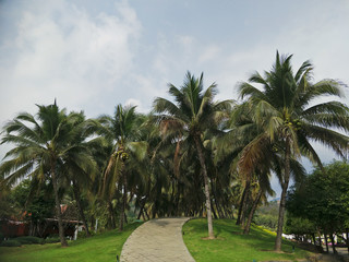 Fototapeta na wymiar Scenic View Of Palm Trees Against Sky