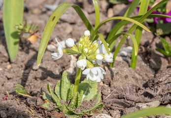 first spring flowers